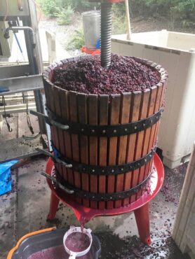 Fletcher Bay Winery Harvest pressing