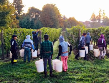 Fletcher Bay Winery Early morning pick