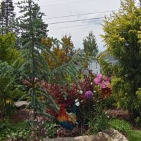 A Renovated Garden