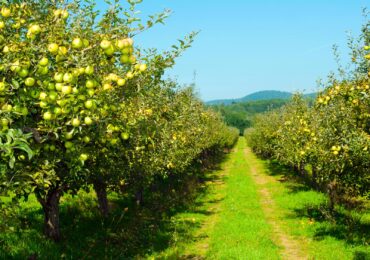 apple orchard