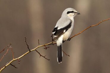 A northern shrike surveys its territory by the Clear Creek Trail in Silverdale.