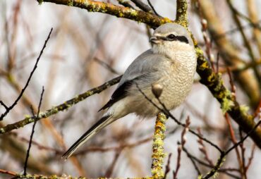 A northern shrike tries to blend into its surroundings while looking for its next victim.