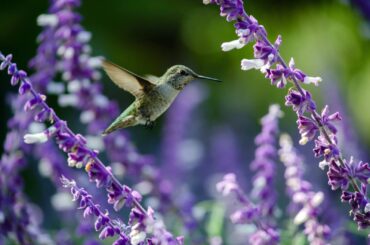 hummingbird