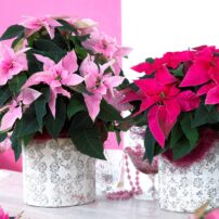 A holiday display with pink and red Princettia Euphorbia poinsettias (Photo courtesy of Suntory Flowers)