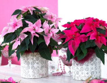 A holiday display with pink and red Princettia Euphorbia poinsettias (Photo courtesy of Suntory Flowers)