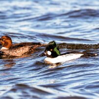 A pair of common goldeneyes ride the choppy water on a windy day.