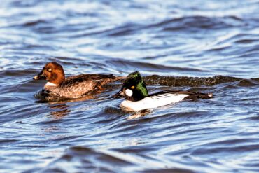A pair of common goldeneyes ride the choppy water on a windy day.