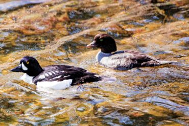 A pair of Barrow’s goldeneyes swim with the current of a stream.