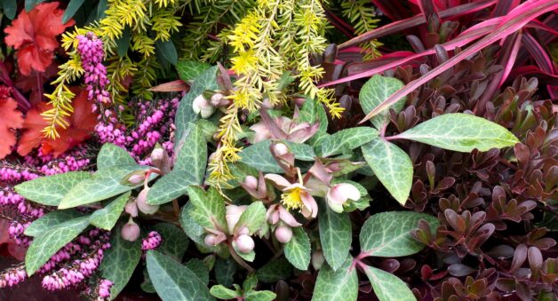 Helleborus ‘Pink Marble’