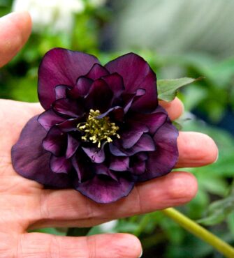 Helleborus ‘Onyx Odyssey’