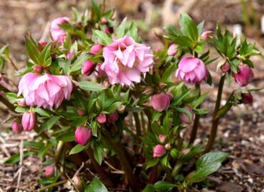 Helleborus ‘Heronswood Double’