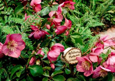 Helleborus ‘Madame Lemonnier’