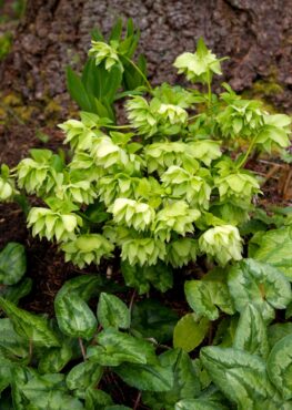 A double green flowering hellebore grows with cyclamen.