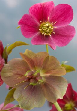 Both blossoms are from the same plant, showing a fresh and unpollinated top flower. The bottom flower shows color changes after seed pods form.