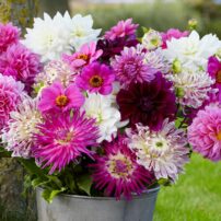 The more dahlias you cut for bouquets, the more flowers the plant will produce. (Photo courtesy of Longfield-Gardens.com)