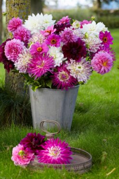 The more dahlias you cut for bouquets, the more flowers the plant will produce. (Photo courtesy of Longfield-Gardens.com)