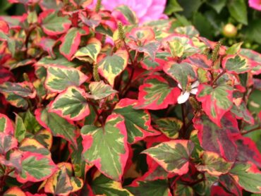 Houttuynia cordata (chameleon plant)