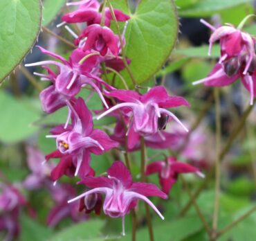 Epimedium ‘Cherry blossom’