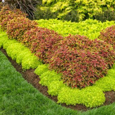 Sedum ‘Lemon Coral’