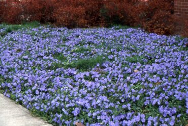 Vinca (periwinkle)