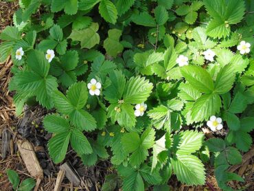 Frageria chiloensis ‘Coastal Strawberry’