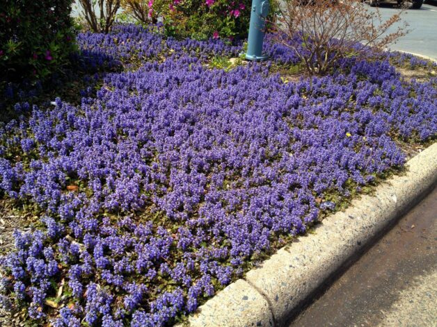 Ajuga