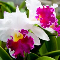 cattleya orchid
