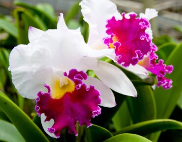 cattleya orchid