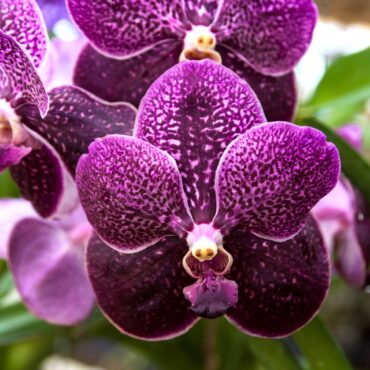 vanda orchid