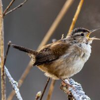 A marsh wren creates its own cloud while singing on a frosty morning in early spring by the Clear Creek Trail in Silverdale.