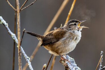 A marsh wren creates its own cloud while singing on a frosty morning in early spring by the Clear Creek Trail in Silverdale.