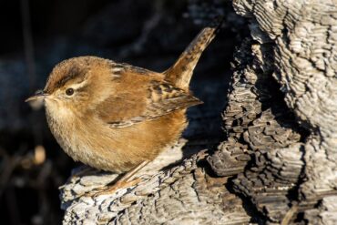 A marsh wren surveys its surroundings from a piece of driftwood by the edge of the wetlands at Foulweather Bluff Preserve near Hansville.