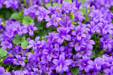 Campanula Bellflower