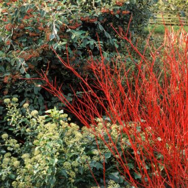 Red twig dogwood