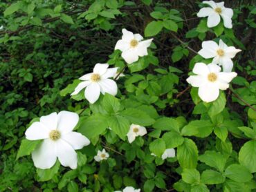 Pacific dogwood