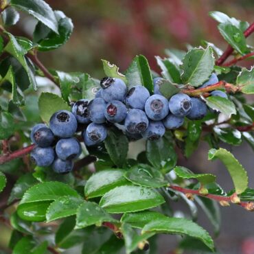 Evergreen huckleberry