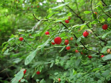 Red huckleberry