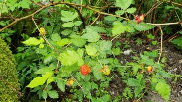 Salmonberry