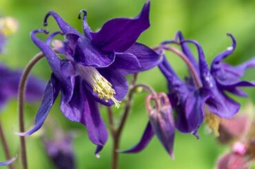 Columbine