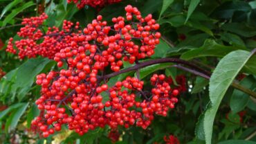 Red elderberry