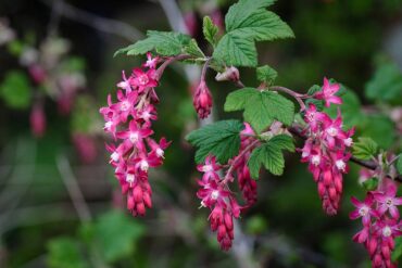 Red flowering currant