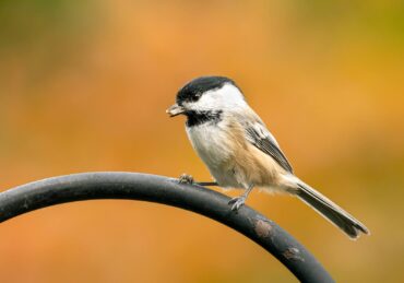 Black-Capped Chickadee