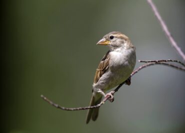 House Sparrow