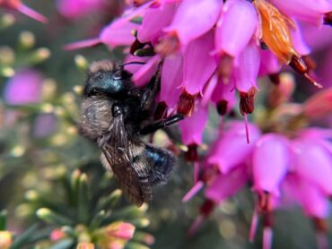 Mason Bees