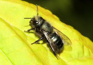 Mason Bees