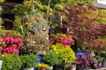 Plant display at Bay Hay and Feed