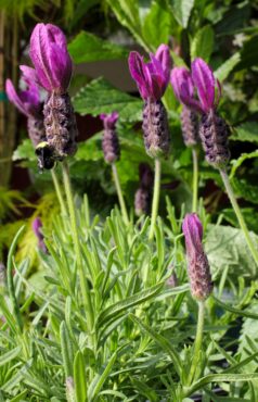 Lavandula stoechas — Spanish lavender at Bay Hay and Feed