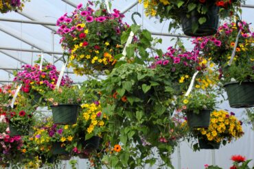 Cooleen Nursery’s hanging baskets