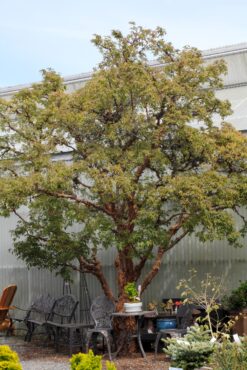 Outside to the right side of the greenhouses at Valley Nursery, grows a lovely tree specimen — a paper bark maple (Acer griseum).