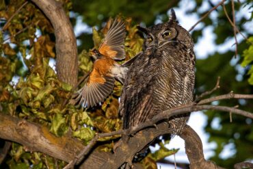 A daredevil American robin attacks a roosting great horned owl, letting it know that it is not welcome in the neighborhood.